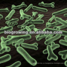 BL-G301 Bifidobacterium longum